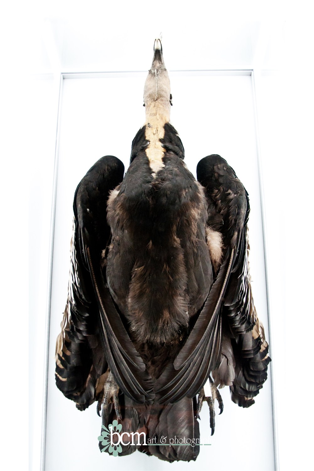 bcm art & photography 2013