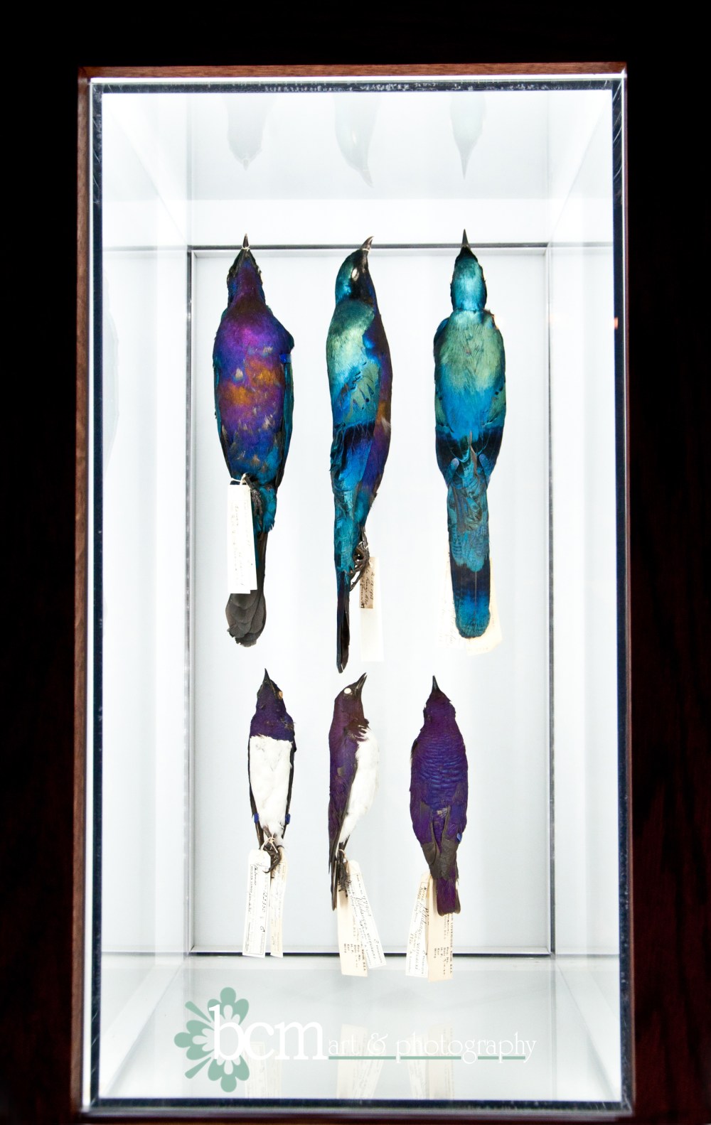 bcm art & photography 2013