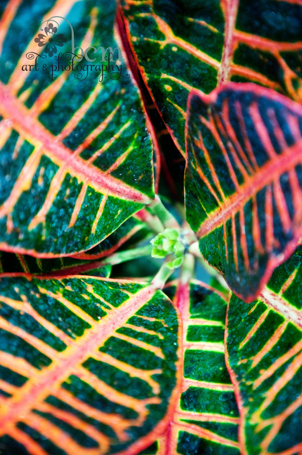 Ott's, Pushing Spring ~ bcm art & photography 2013