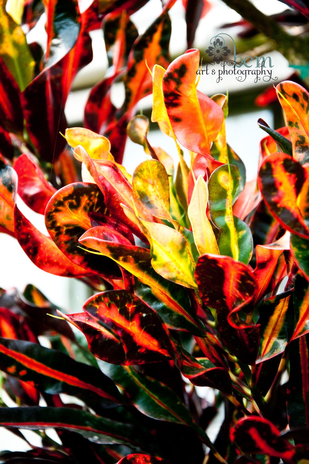 Ott's, Pushing Spring ~ bcm art & photography 2013