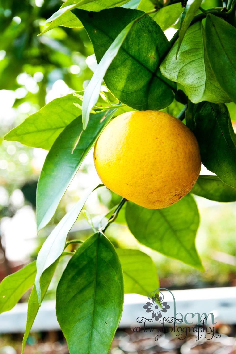 Ott's, Pushing Spring ~ bcm art & photography 2013