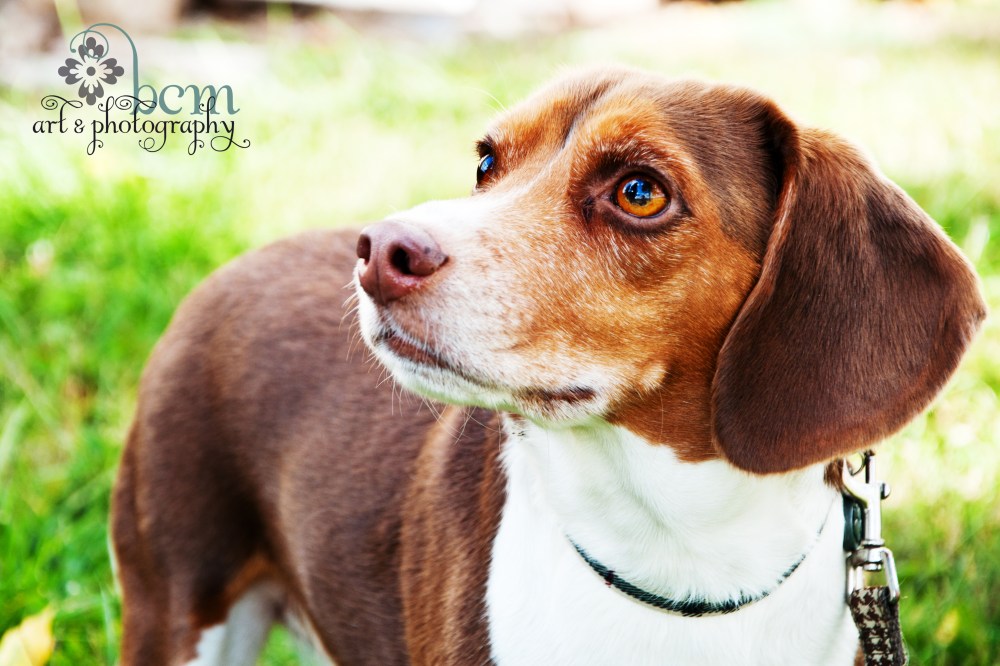 Engagement Portraits ~ bcm art & photography 2013